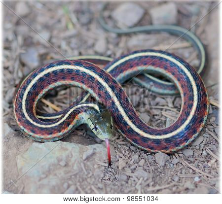 Coast Gartersnake (Thamnophis elegans terrestris) coiled. Marin Headland, California.