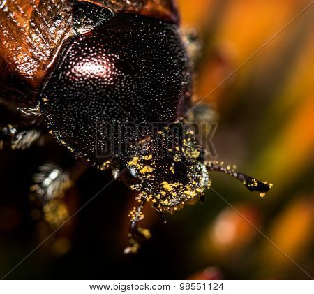 Polinated Beetle