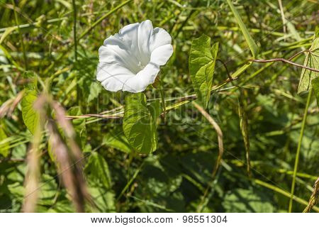Common Species Of Perennial Plants