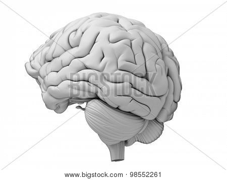 medically accurate illustration of the human brain