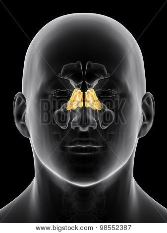 medically accurate illustration of the ethmoid sinus
