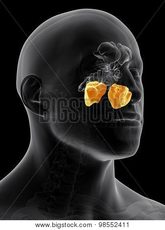 medically accurate illustration of the maxillary sinus
