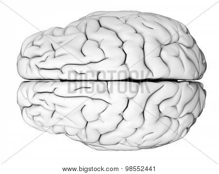 medically accurate illustration of the human brain