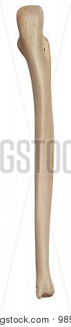 medically accurate illustration of the ulna