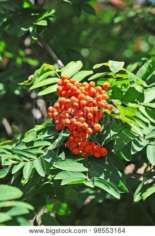Rowan berries, Mountain ash (Sorbus)