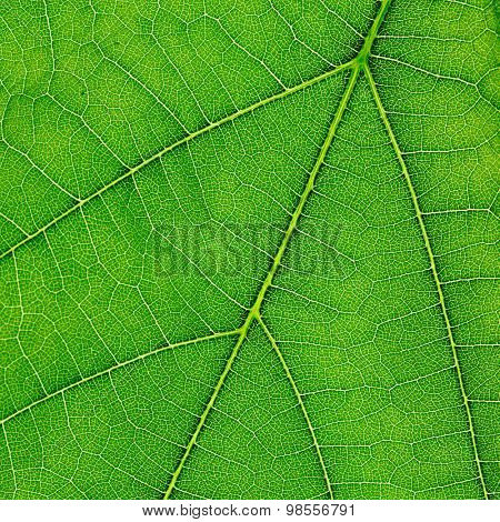 Fresh dreen leaf texture macro close-up