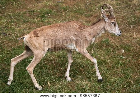 Transcaspian urial (Ovis orientalis arkal). Wild life animal. 