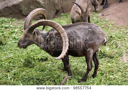 Alpine ibex (Capra ibex), also known as the steinbock or bouquetin. Wild life animal. 