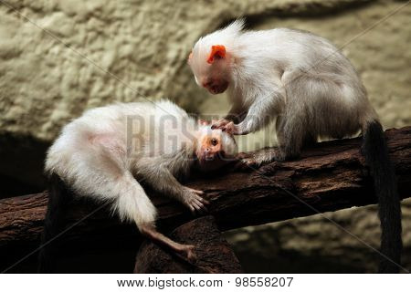 Silvery marmoset (Mico argentatus). Wild life animal. 