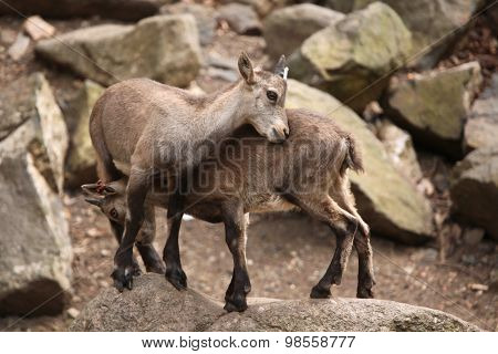 Alpine ibex (Capra ibex), also known as the steinbock or bouquetin. Wild life animal. 