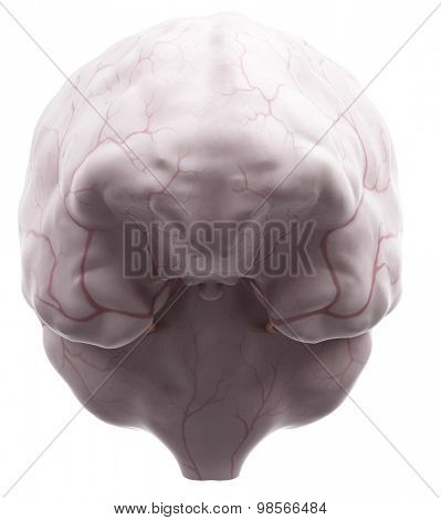 medically accurate illustration of the dura mater