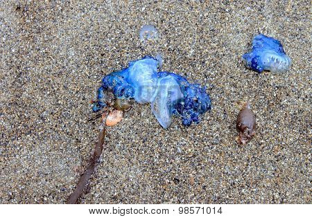 Portuguese Man O' War Washed Up On Beach