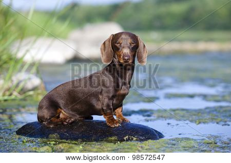 dachshund  dog sitting on a rock on the river, color brown