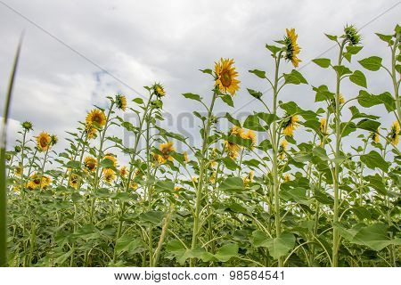 Sunflower Field
