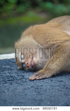 Monkey