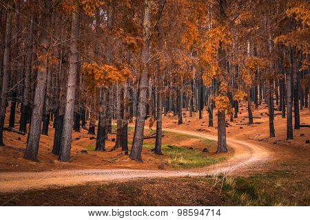 Forest in Adelaide Hills, South Australia