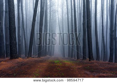Forest in Adelaide Hills, South Australia