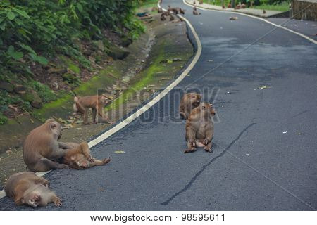 Monkey