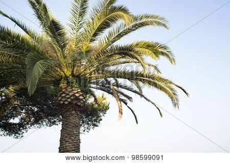 Palm Tree