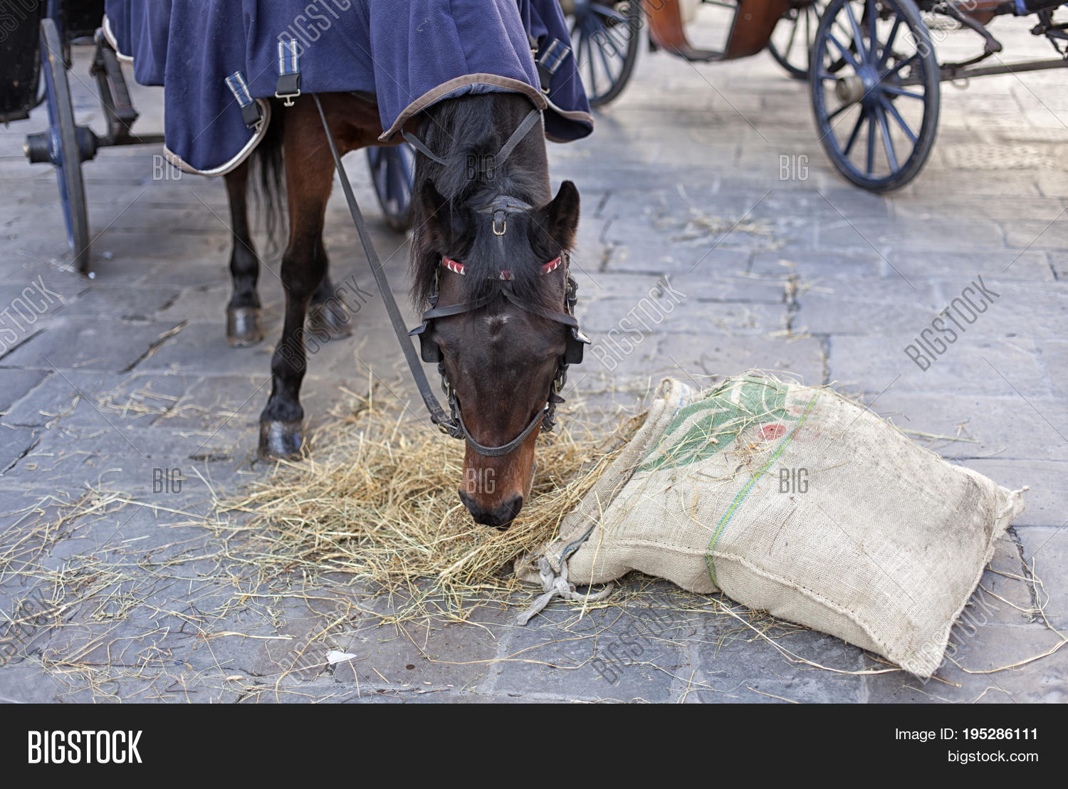 Hungry Horse Eats Oats Image & Photo (Free Trial) Bigstock