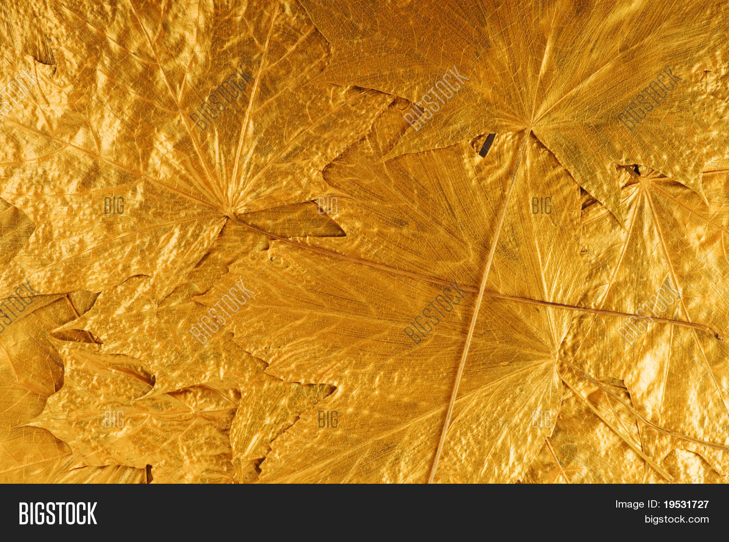 Golden Maple Tree Image & Photo (Free Trial) | Bigstock