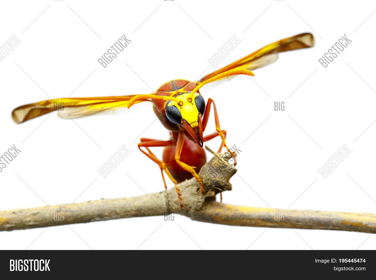 Image Potter 图片和照片（免费试用） | Bigstock