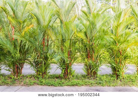 Beautiful clumping lipstick palm or Cyrtostachys renda can be used as boundary wall or any landscape fence