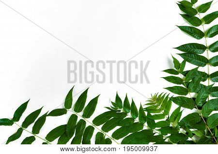 Green leaf branches on white background. flat lay, top view. Copy space. Still life