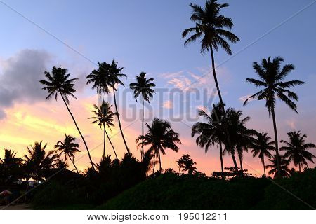 Dusk in the tropics with silhouettes of palm against the sky
