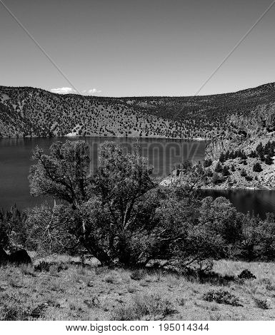 A bushy juniper tree on a hill overlooking Prineville Reservoir in Central Oregon and its rocky shores on a sunny summer day.