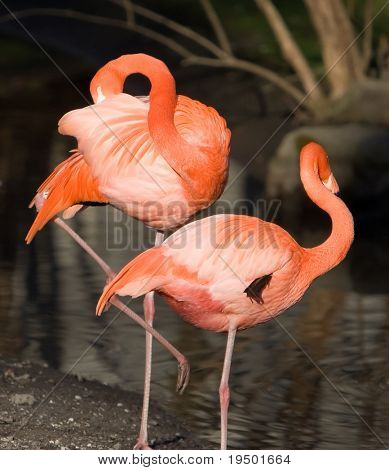 Caribean Rosa Flamingo - phoenicopterus
