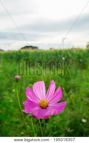 Colorful cosmos flowers with warm light in the morning.
