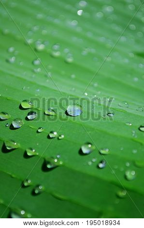 Green leaf of banana palm with rain drops