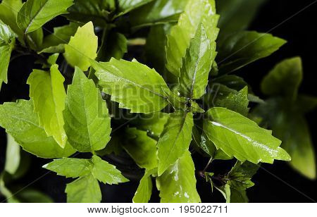Leaves of Thai basil on the black background