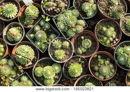 Group of various succulents in pots. Garden market top view