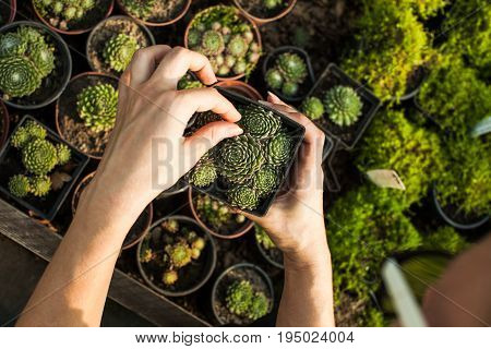 Choosing the succulents in pots for a rocky garden