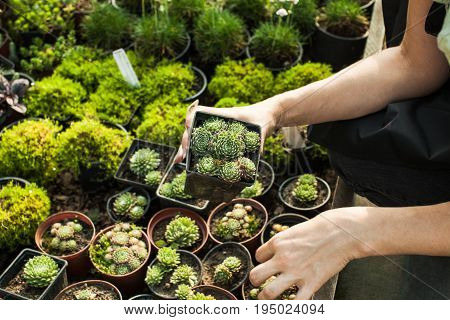 Choosing the succulents in pots for a rocky garden