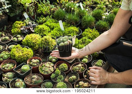 Choosing the succulents in pots for a rocky garden