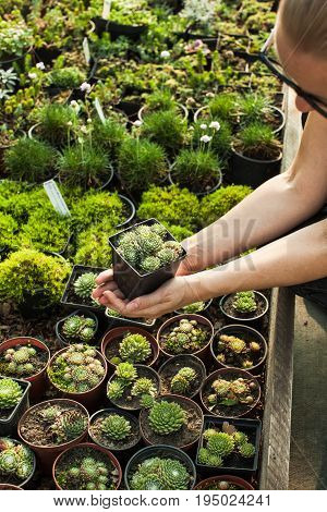 Choosing the succulents in pots for a rocky garden