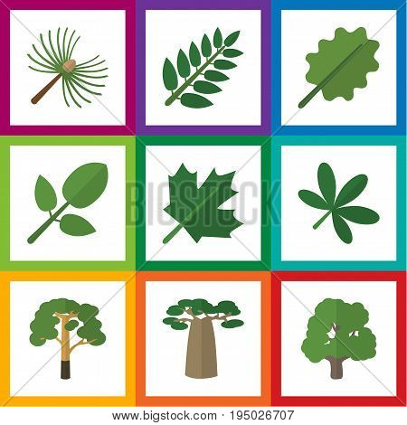 Flat Icon Bio Set Of Rosemary, Foliage, Oaken And Other Vector Objects. Also Includes Acacia, Hickory, Spruce Elements.