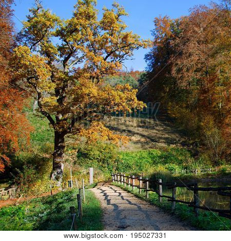 Autumn path with a shadow from the wooden fence of the Ermitage Arlesheim Switzerland