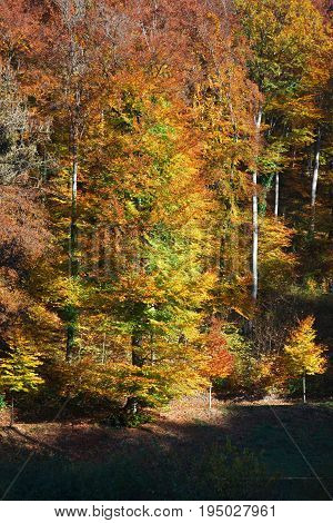 Vertical view of the beautiful autumn forest. Ermitage Arlesheim Switzerland