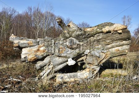 an old stump in the woods. Autumn landscape