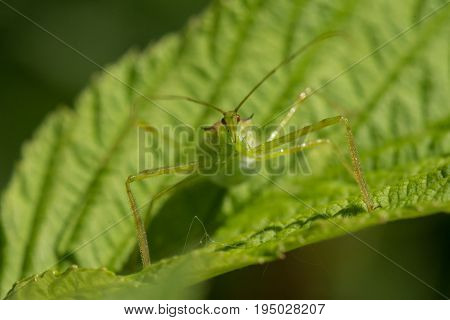 A Pale Green Assassin Bug Zelus luridus waiting on a raspberry leaf.