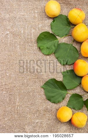 fresh apricots on burlap sack on table