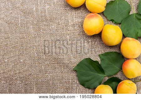 fresh apricots on burlap sack on table