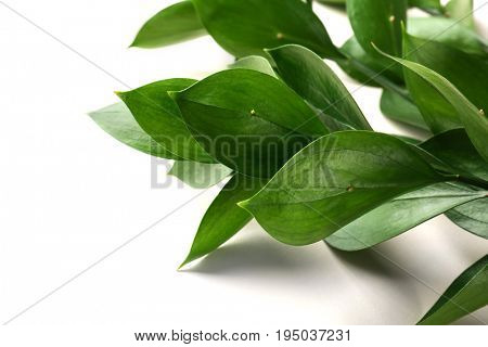 Graceful israeli ruscus, isolated on white