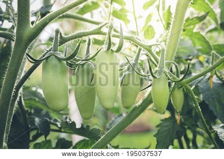San Marzano tomatoes unripe and with sun flare in the background.