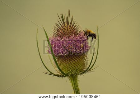 Bumblebee Bee lands gently on a purple Thistle flower head.  Neutral background.