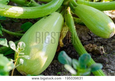 Ripe Fruits Of Zucchini In Vegetable Garden